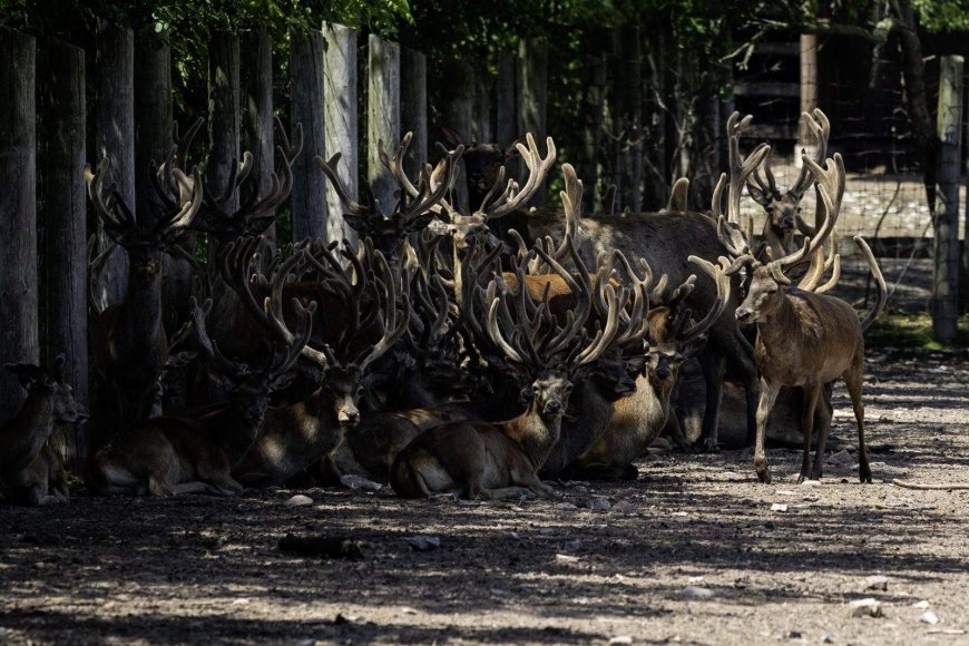 What’s happening to deer at Marineland? Questions swirl as CFIA probes animal removal