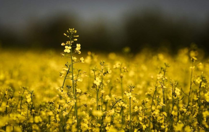 New gene technology could help Canadian canola cope with extreme weather