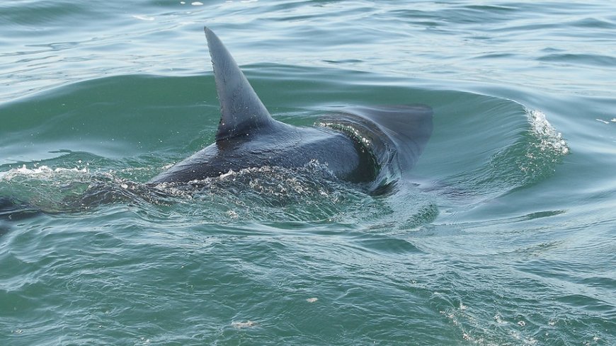 Shark sightings trigger beach alarm after swimmer is bitten during summer spike