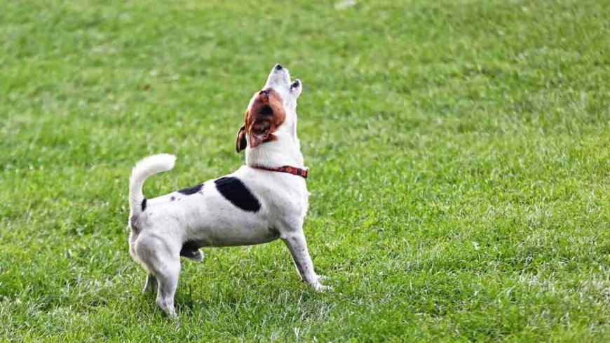 Inquiring minds are asking: How soon is too soon to get a new dog after losing your four-legged best friend?
