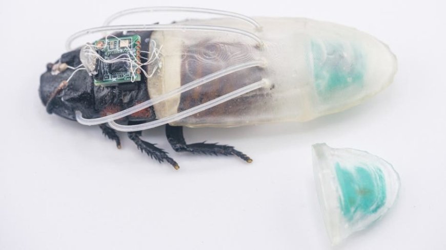Rescue robot of tomorrow may be a cockroach in scuba suit