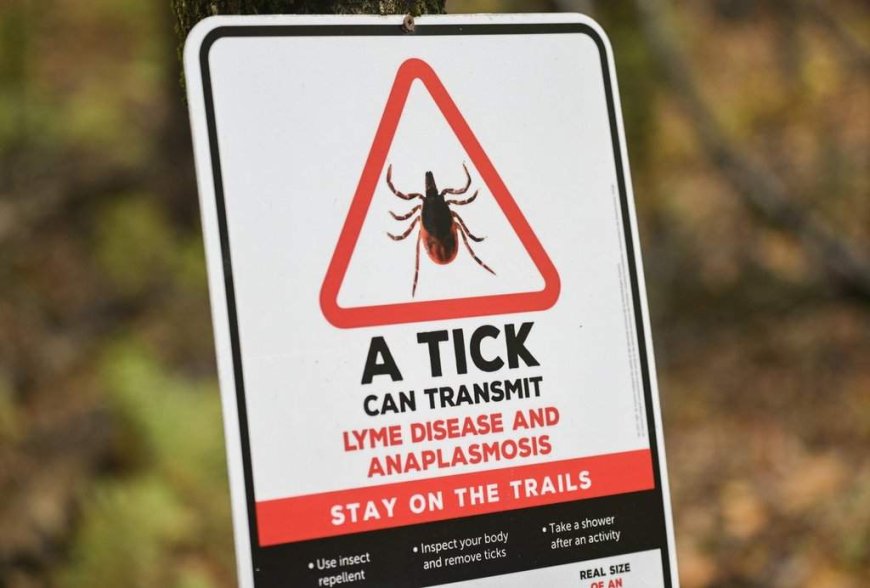 Ticks are spreading anaplasmosis, not just Lyme disease, CMAJ warns
