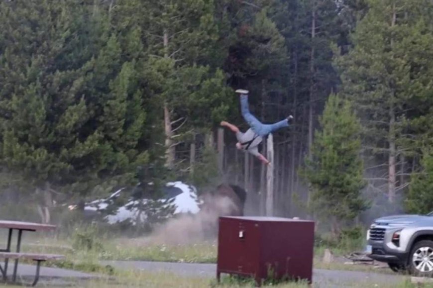 Bison tossing man 8 feet in air at Yellowstone National Park caught on video