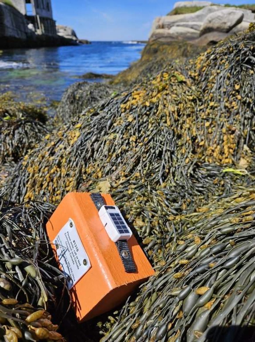 Federal researchers using driftwood to study and track seabird deaths off N.S. coast