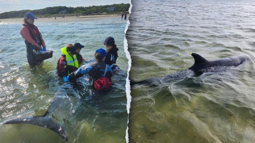Rescuers work to save nearly 50 bottlenose dolphins in historic Cape Cod stranding