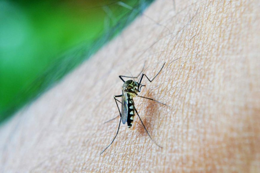 Alberta entering prolonged mosquito season not seen in decades: ‘Eaten alive’