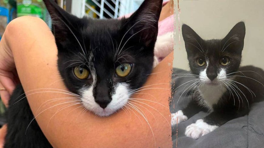 Bank robbery suspect allegedly steals kitten, asks employee to hold it before demanding cash