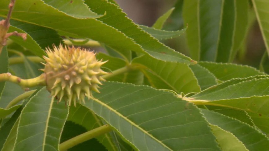 Calgary dog park safety in question over city-planted Ohio Buckeye trees