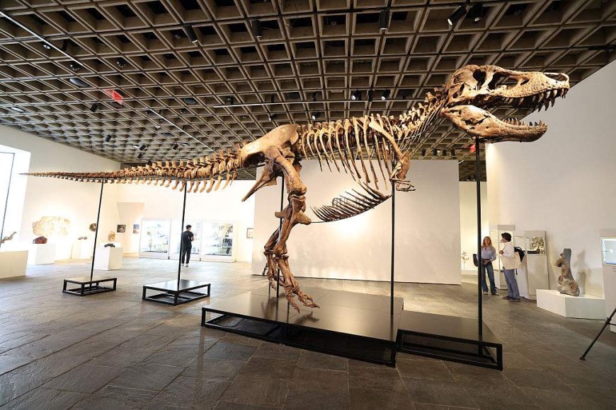 T. rex fossil fetches more than $50 million at auction from mystery bidder