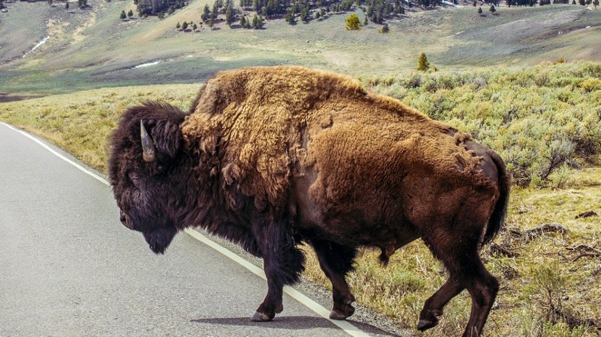 Yellowstone officials decide fate of bison that launched grandfather 8 feet in air