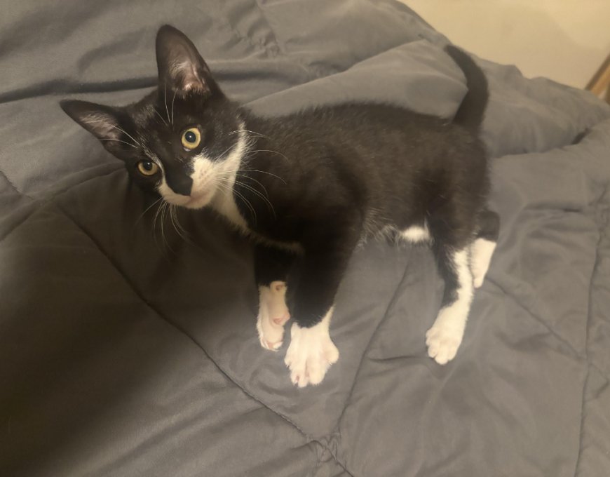 Cat burglar? Suspect reportedly stole kitten before attempted bank robbery