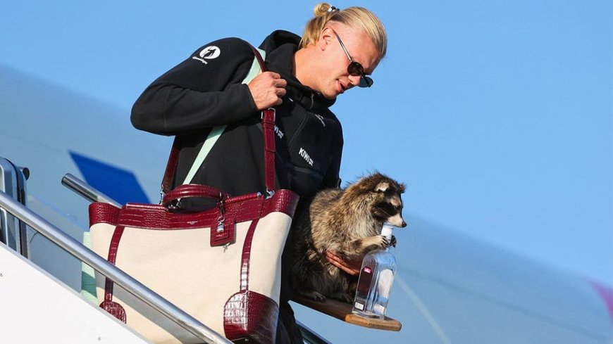 Taxidermied raccoons are seeing unprecedented demand thanks to Norwegian soccer star Erling Haaland