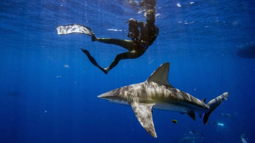 Florida fisherman uses speargun to hold off three attacking sharks during Destin dive