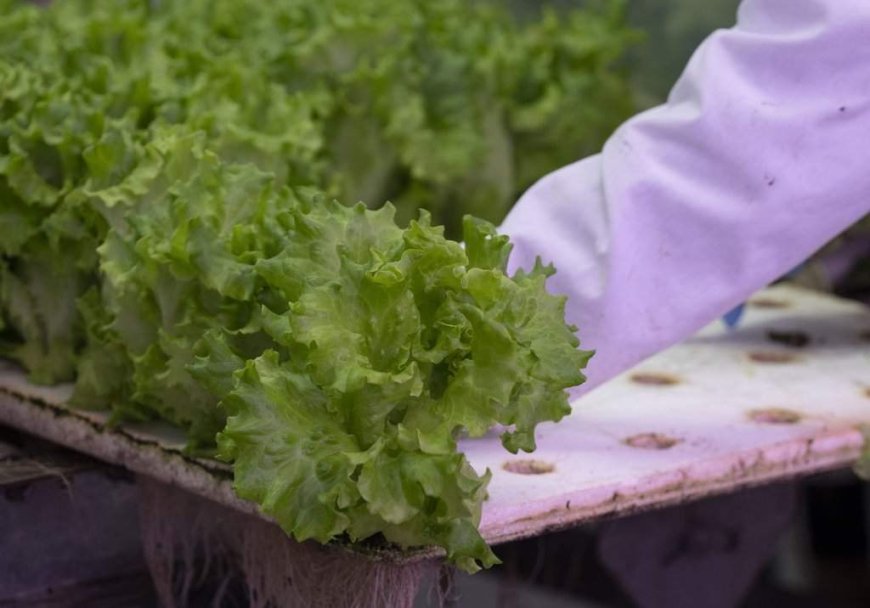 Should Canadians avoid American produce amid cyclosporiasis spread?