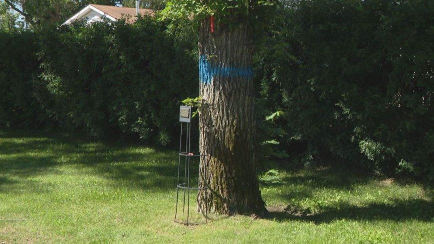 Memorial tree at Saskatoon cemetery to be cut down due to invasive disease