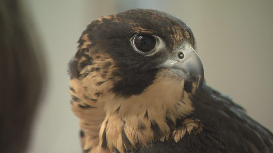 Preserving peregrine falcon species, art of falconry in Manitoba