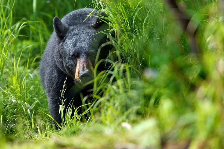 Bear kills 2 people in northern Saskatchewan, ministry confirms