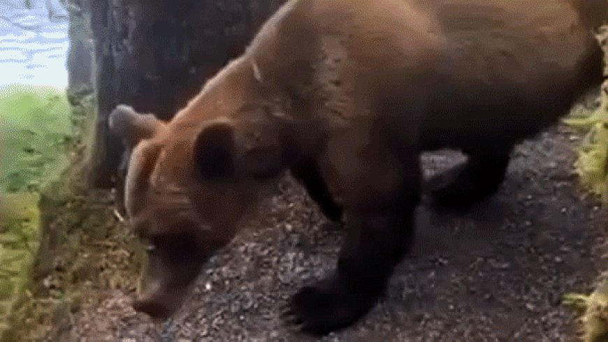 Terrified hikers face nightmare survival scenario after heart-pounding grizzly bear encounter