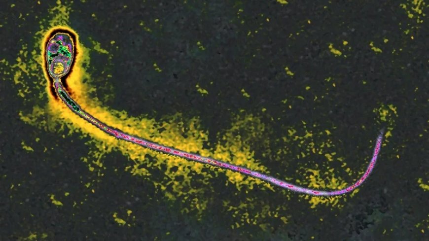 Scientists Take First Step Towards Creating Lab-grown Sperm