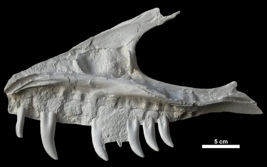 Remains of dinosaur skull found in B.C. campground belonged to T. rex ‘great-uncle’