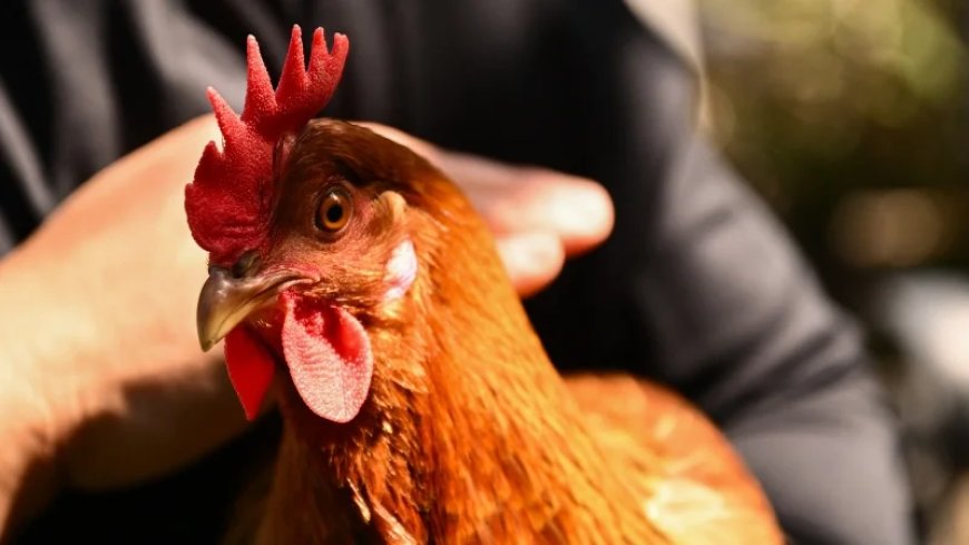 Egg Producers To Pay Millions for Price Gouging during Bird-flu Epidemic