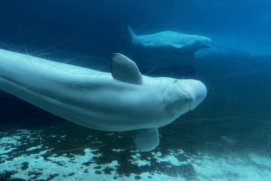 Marineland begins transporting 6 beluga whales to U.S. aquariums