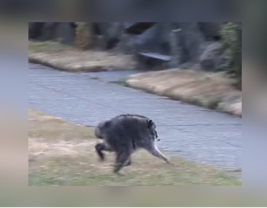 Meet ‘Jimothy,’ the short-spined raccoon capturing hearts online