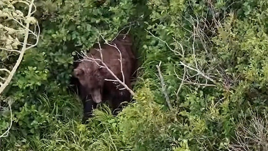 Woman attacked by brown bear while hiking with friend and 3 dogs near Alaska state park