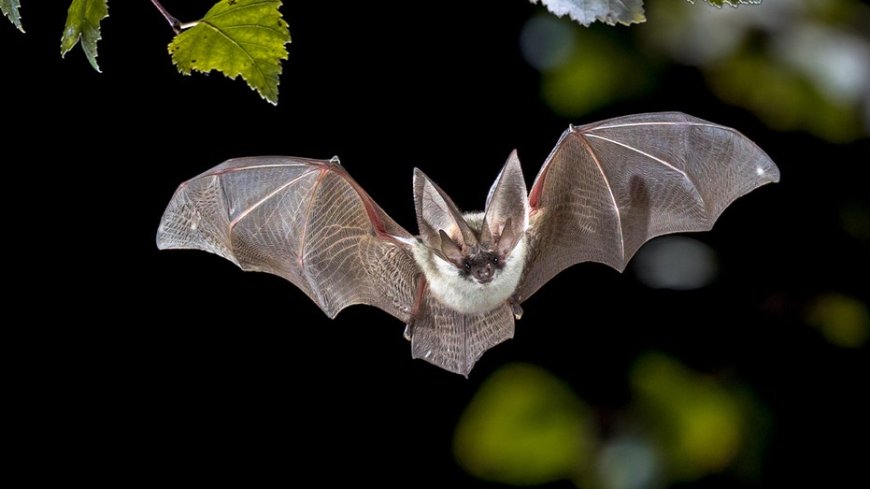 Rabid bat found near zoo restaurant sparks urgent public health warning: 'Extremely serious'