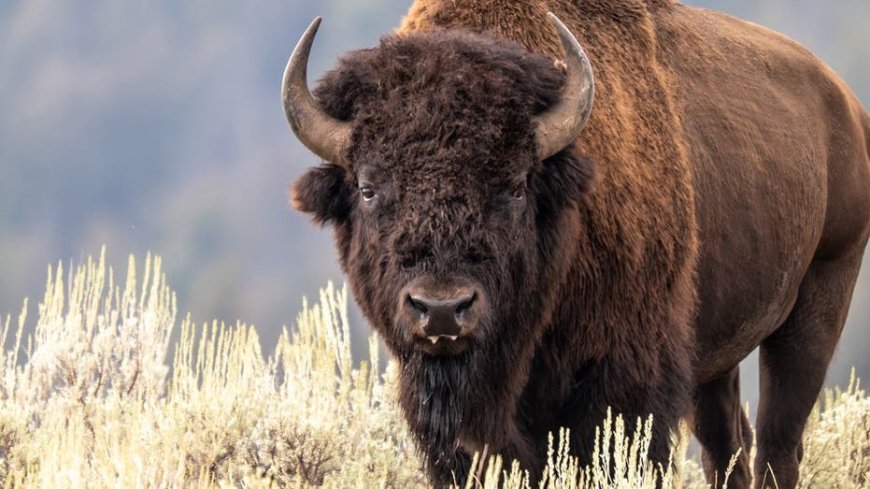 Woman risks being gored by bison for a selfie at Badlands National Park in shocking footage