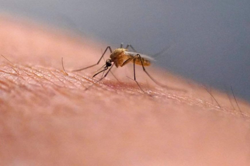 West Nile virus is showing up across Ontario. What to know about the risk