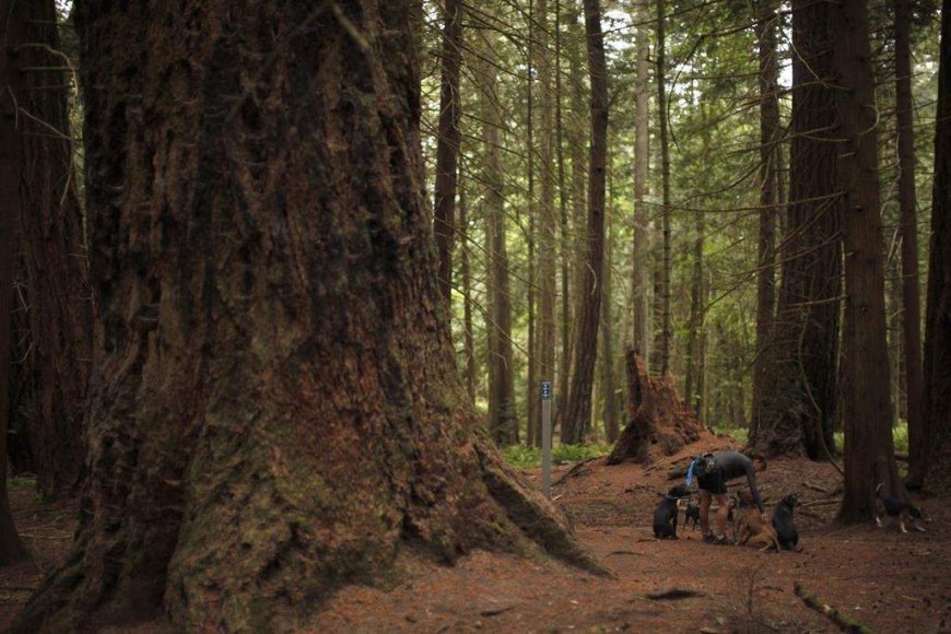 Should trees have rights? A B.C. municipality debated the idea