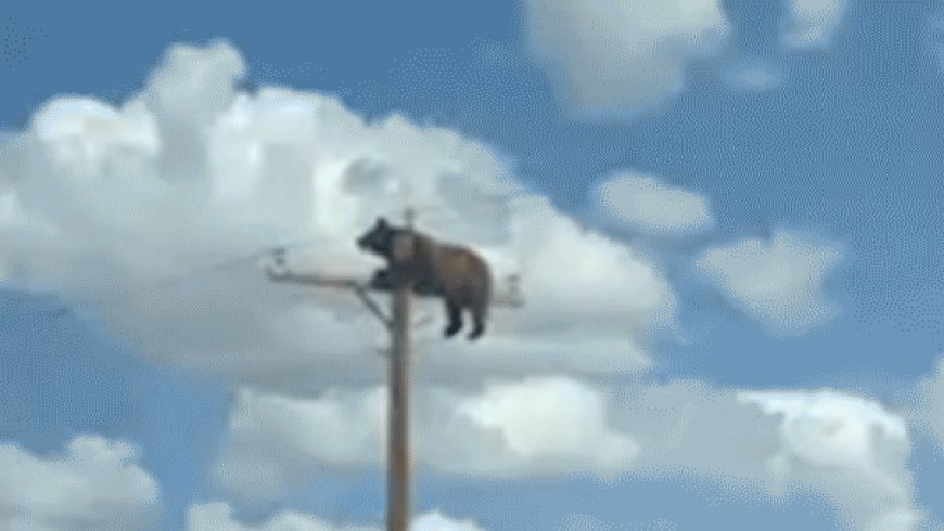 Bear caught on camera perched atop New Mexico utility pole before reportedly suffering fatal electrocution
