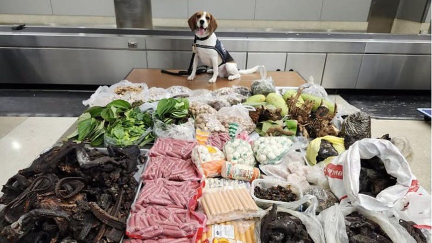 Border K9 sniffs out 99 pounds of prohibited meat, plants and monitor lizard in suitcase from Thailand