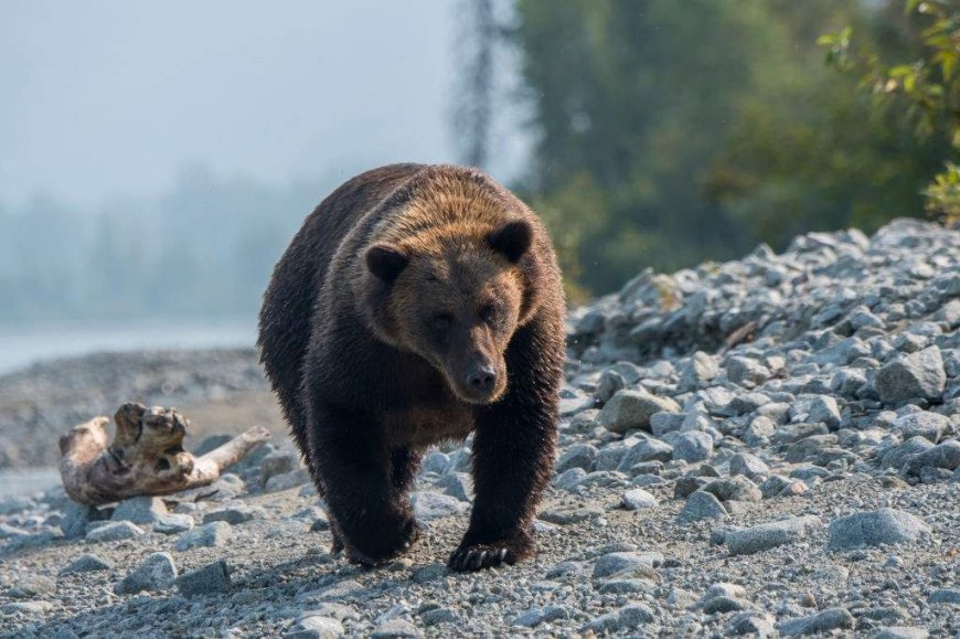 Woman injured in bear attack while hiking with friend, 3 dogs in Alaska