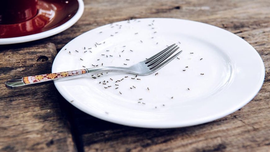 Michelin-starred chef facing jail after allegedly serving nearly 50,000 ants to diners