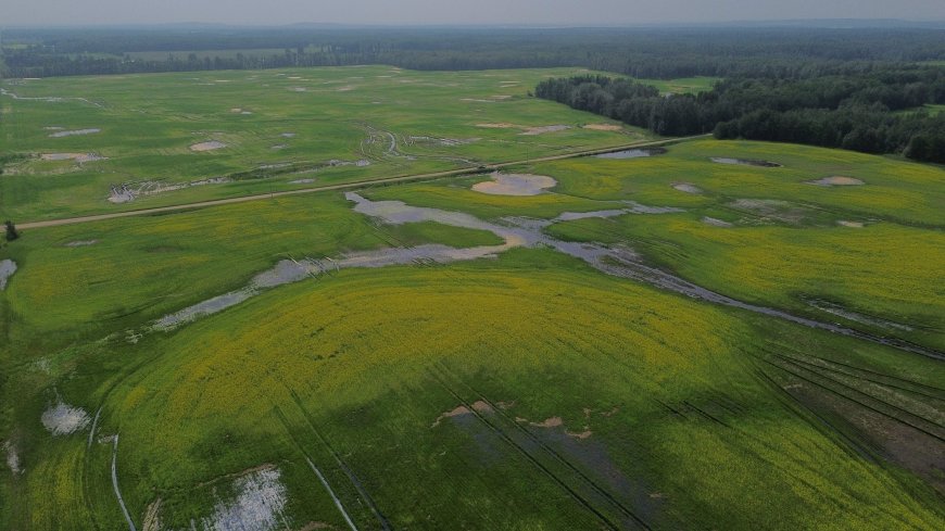 Thorhild, Westlock counties declare state of agricultural disasters due to rain