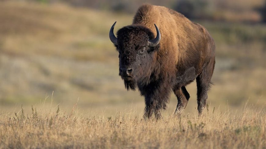 Viral video shows massive bison popping tourist vehicle's tire in Yellowstone National Park