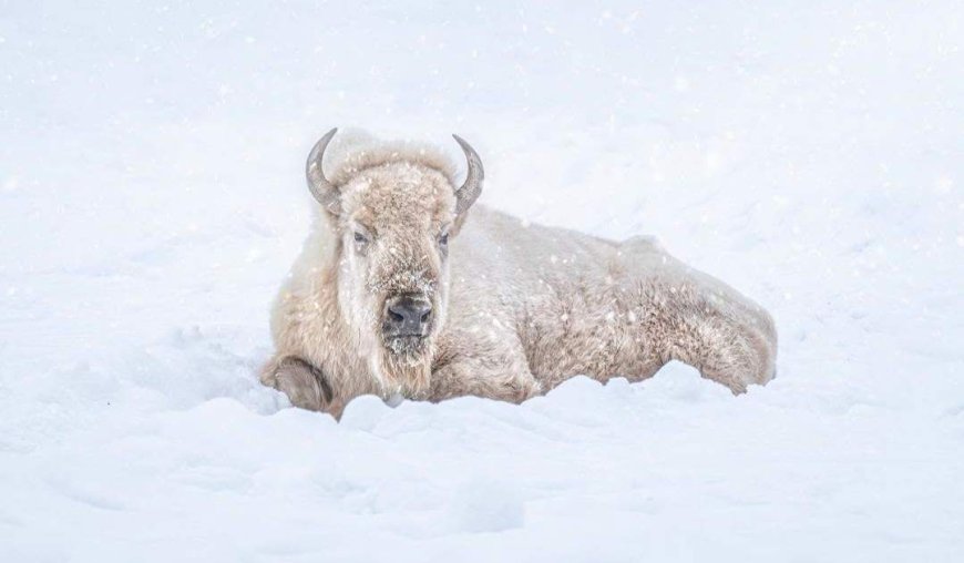 The Assiniboine Park Zoo’s ‘cherished’ white bison, Blizzard, has died