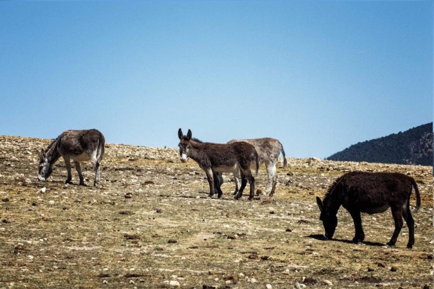 Meet the donkey brigade that’s helping curb wildfires in Spain