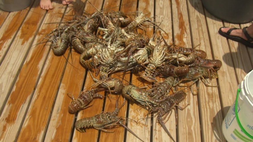 Spiny lobster mini season kicks off in Florida, drawing eager divers to the water