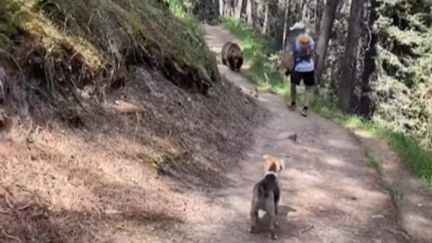 Charges laid against 2 hikers with off-leash dog followed by grizzly in Banff