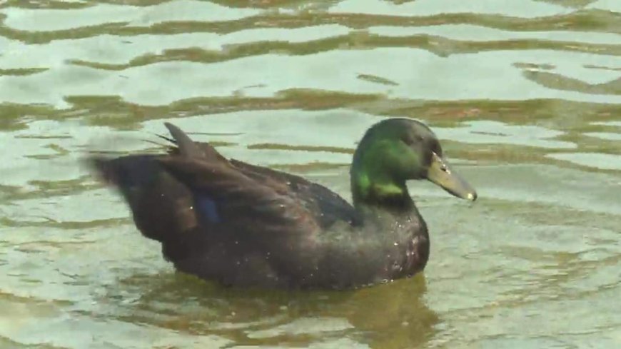 What the duck? Lake Summerside’s resident waterfowl dodges rehoming attempts