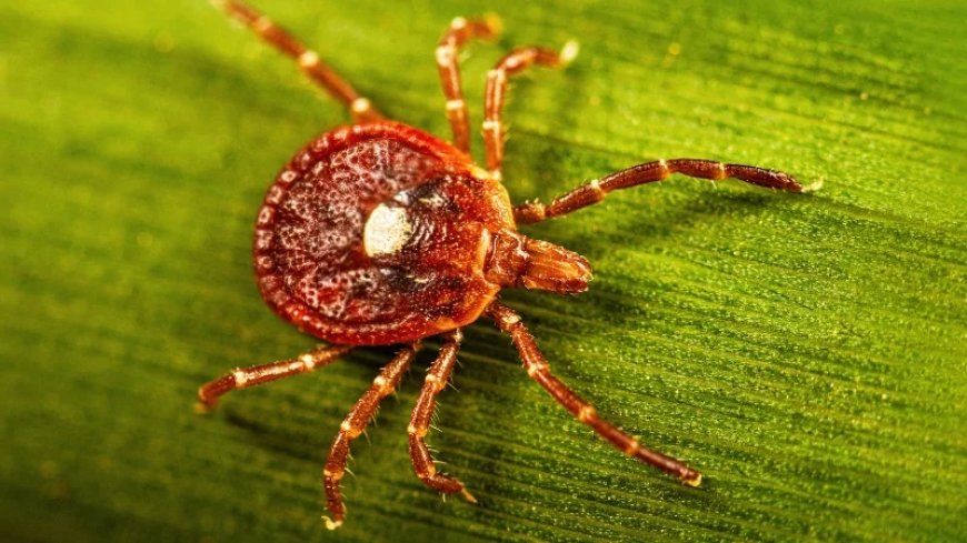 Tick-borne Meat Allergy: as Many as 1 in 4 Adults in Some States Carry Antibodies