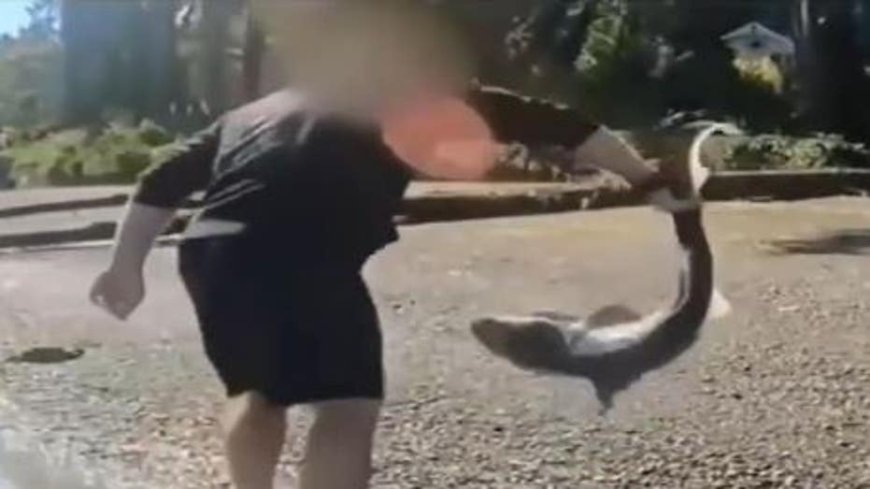 Man accused of illegally 'wrestling' protected sharks in Washington state after months-long investigation