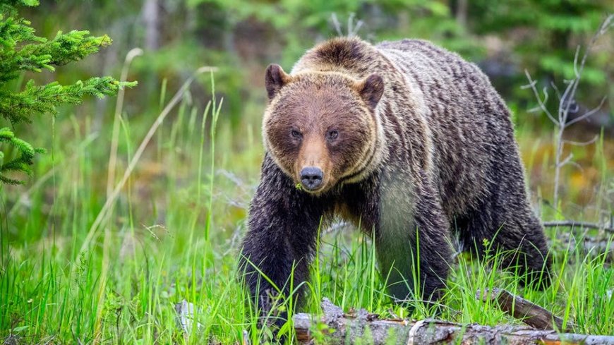 Hikers face $25,000 fine after off-leash dog barked at grizzly bear on Banff National Park trail