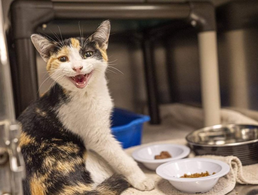Montreal SPCA urges end to rental rules that bar pets as abandoned animal tally rises