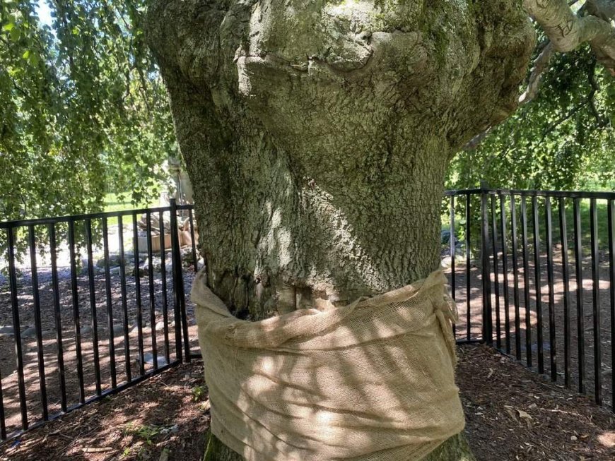 Historic Halifax tree vandalized again leaving community baffled