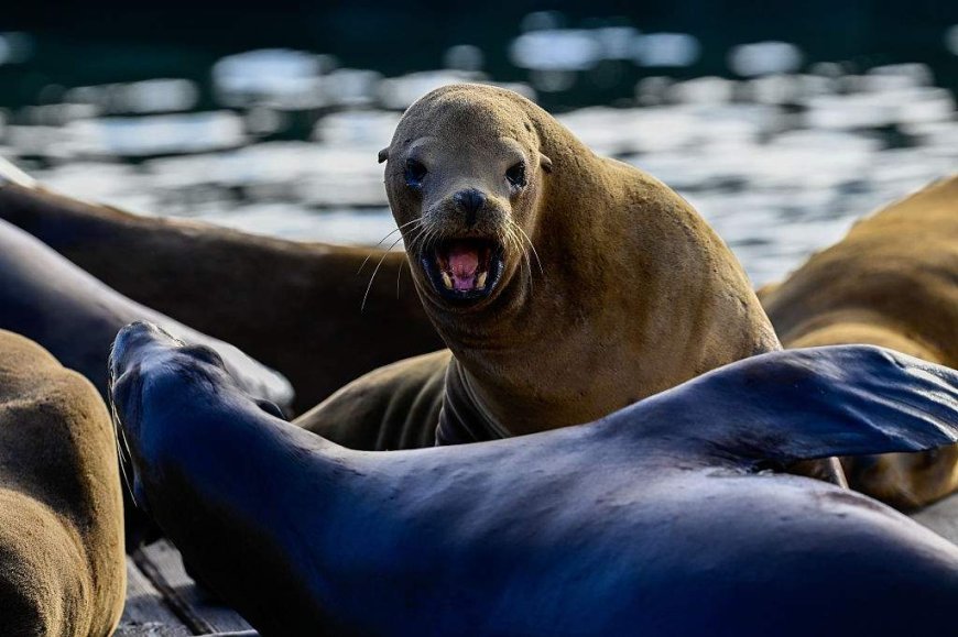U.S. officials investigating after video appears to show man kicking sea lion