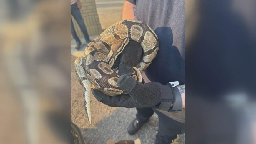 Python recovering after found in vehicle engine compartment in Mississauga